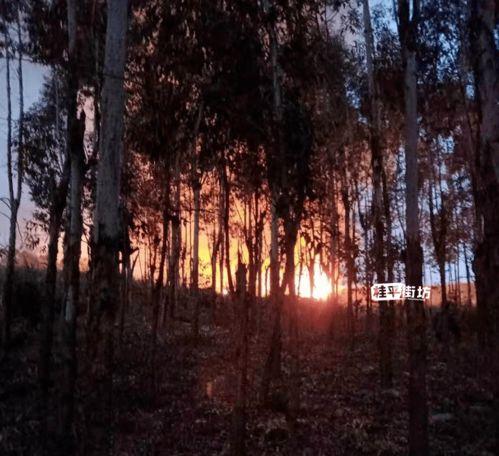 桂平石龙山火最新爆料,揭秘真相与后续影响